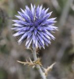 Echinops ritro