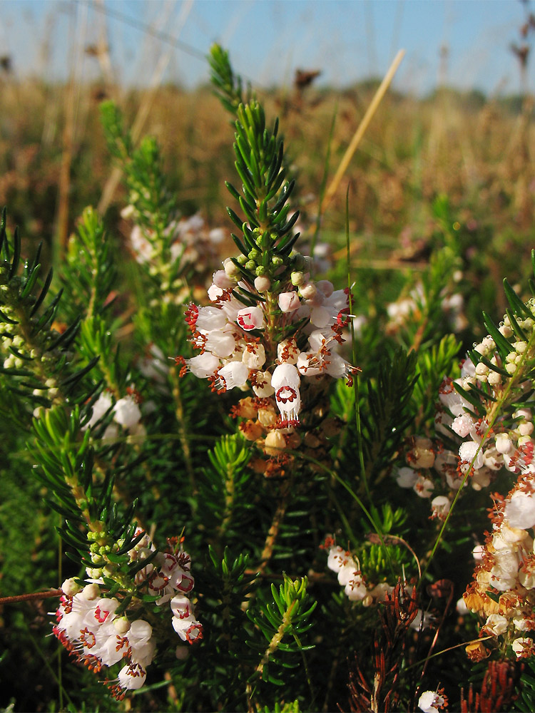 Изображение особи Erica vagans.