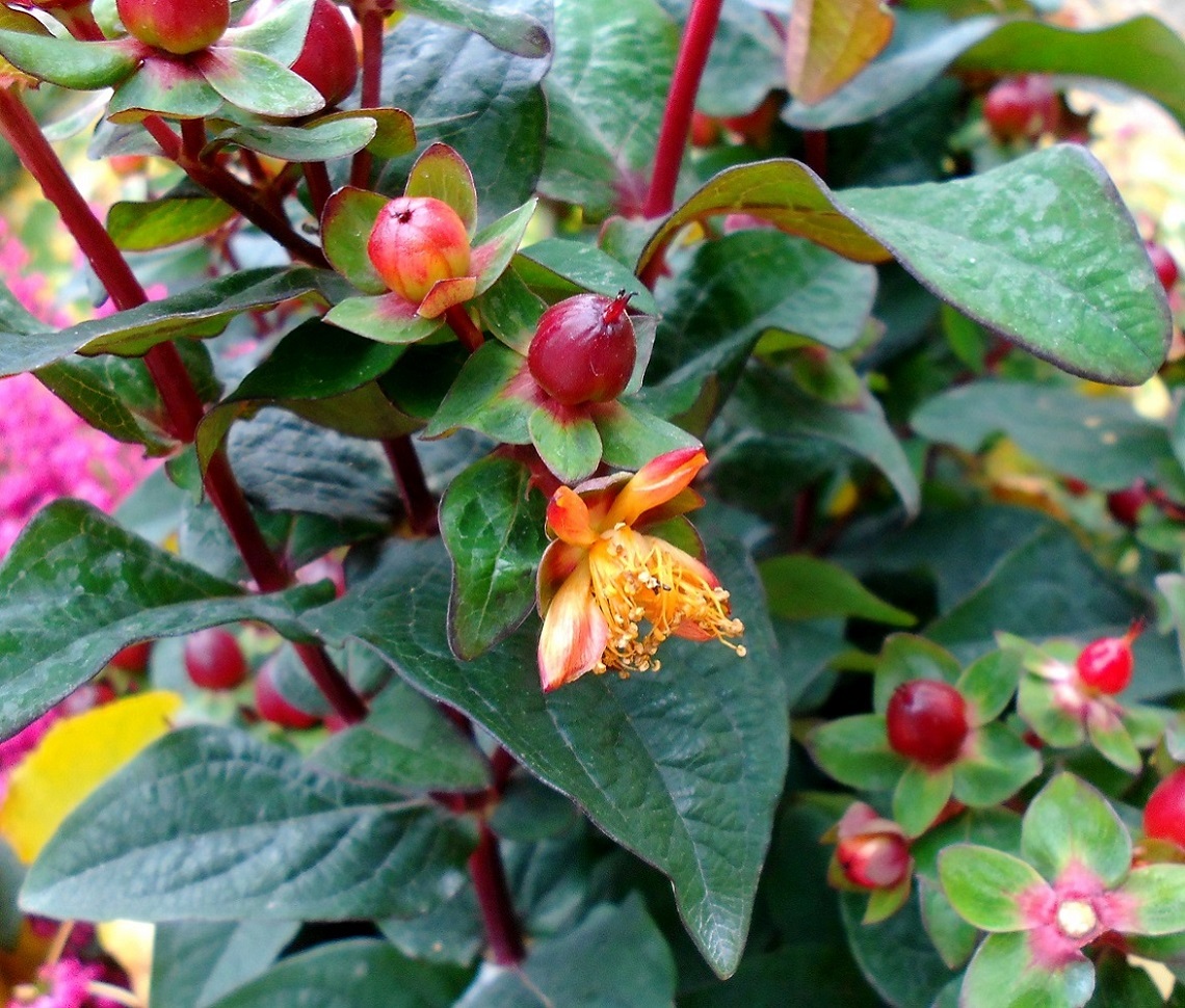 Изображение особи Hypericum androsaemum.