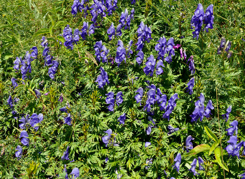 Изображение особи Aconitum cymbulatum.