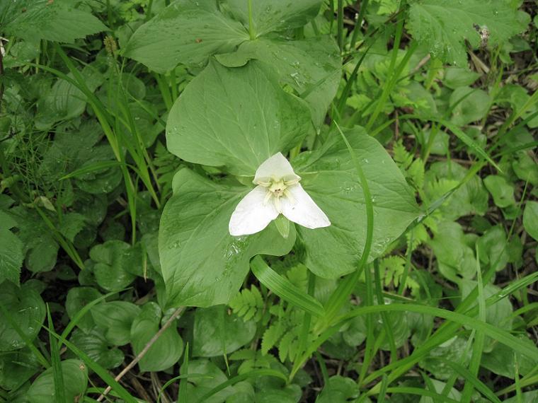 Изображение особи Trillium camschatcense.