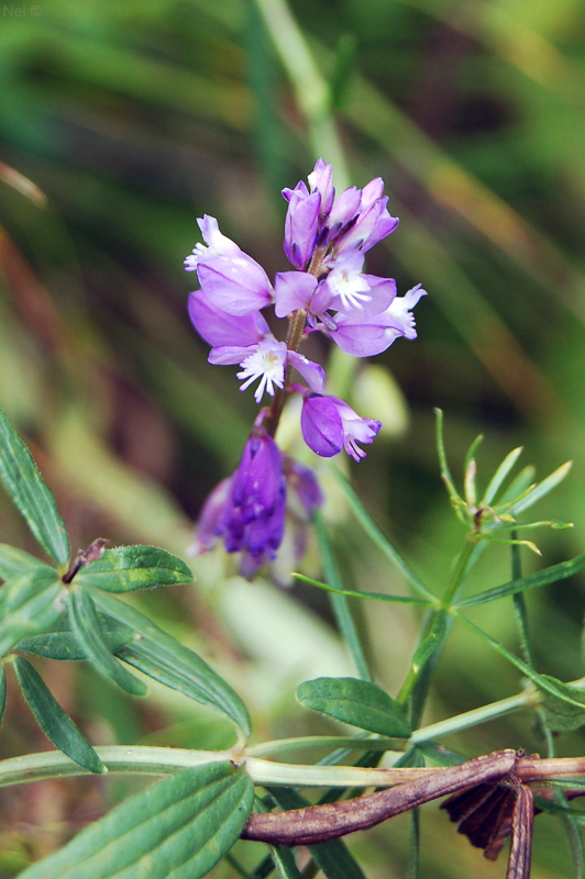 Изображение особи Polygala comosa.