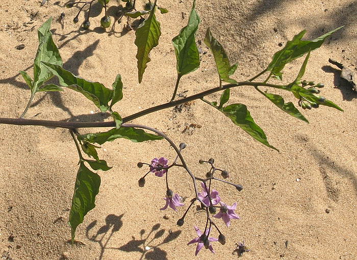 Изображение особи Solanum dulcamara.