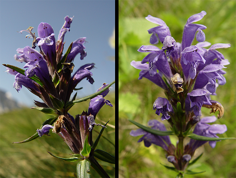 Изображение особи Dracocephalum ruyschiana.