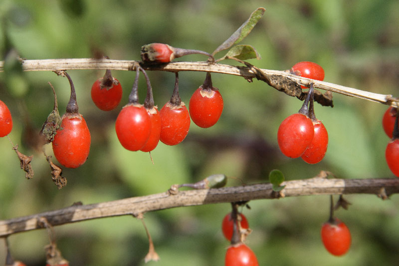 Изображение особи Lycium barbarum.