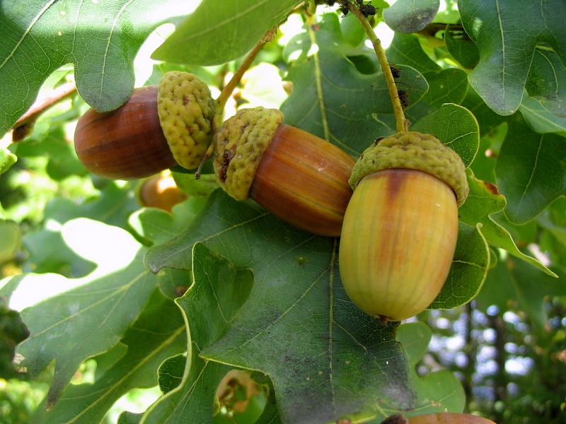 Изображение особи Quercus robur.