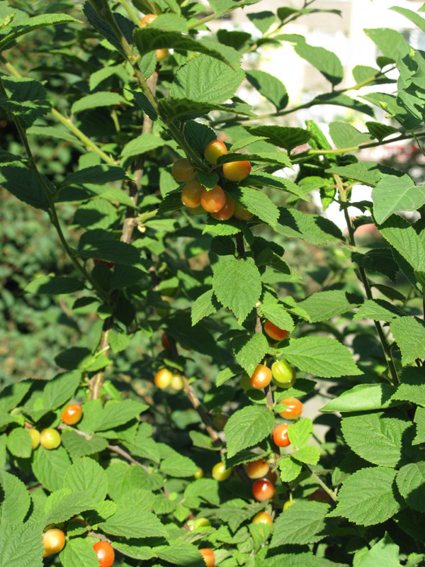 Image of Cerasus tomentosa specimen.