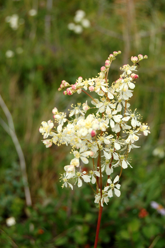 Изображение особи Filipendula vulgaris.