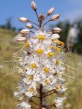 Eremurus tianschanicus. Верхушка соцветия. Кыргызстан, Чуйская обл., склон восточнее с Орто-Сай. 27.06.2015.