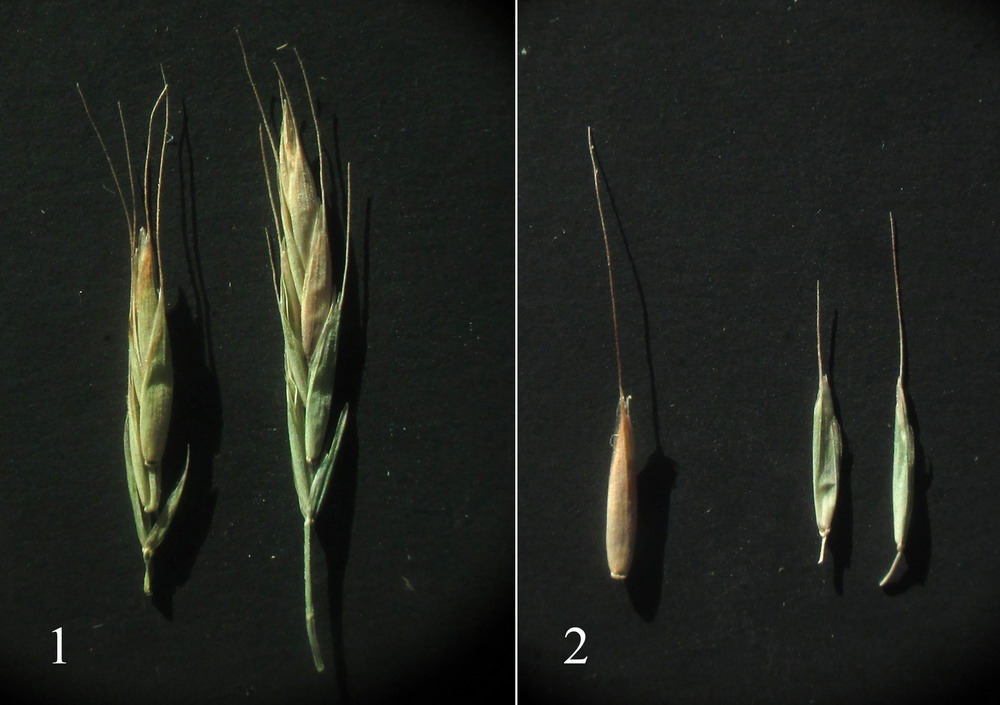 Image of Festuca gudoschnikovii specimen.