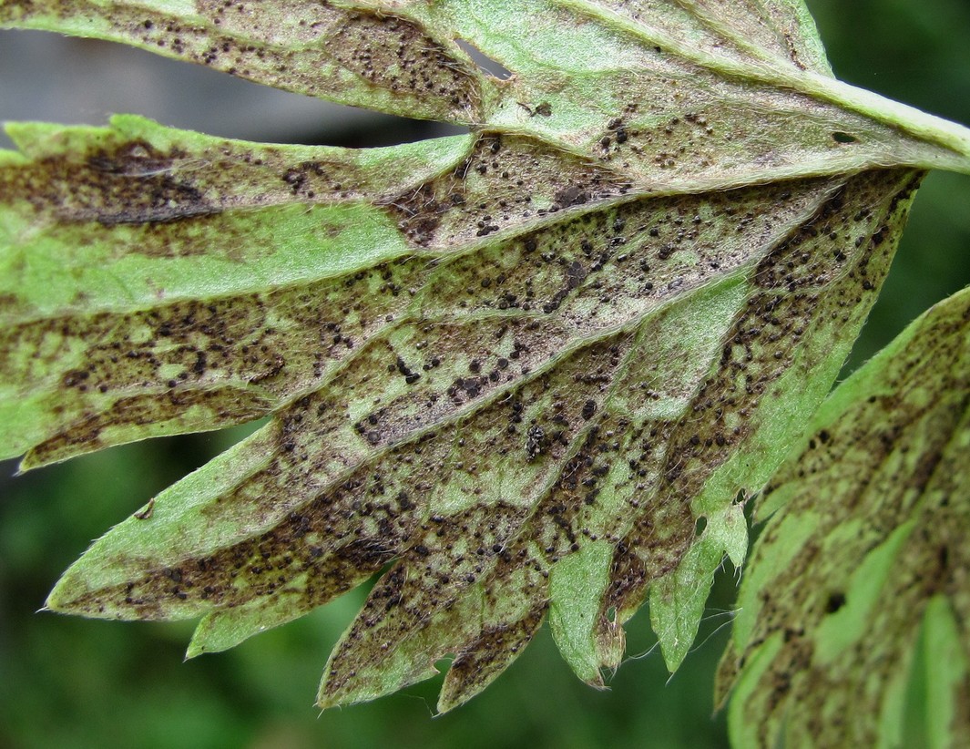 Image of Ranunculus repens specimen.