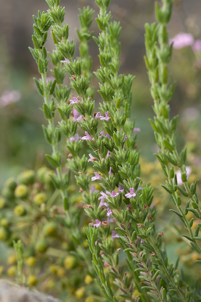 Image of Micromeria cristata ssp. kosaninii specimen.