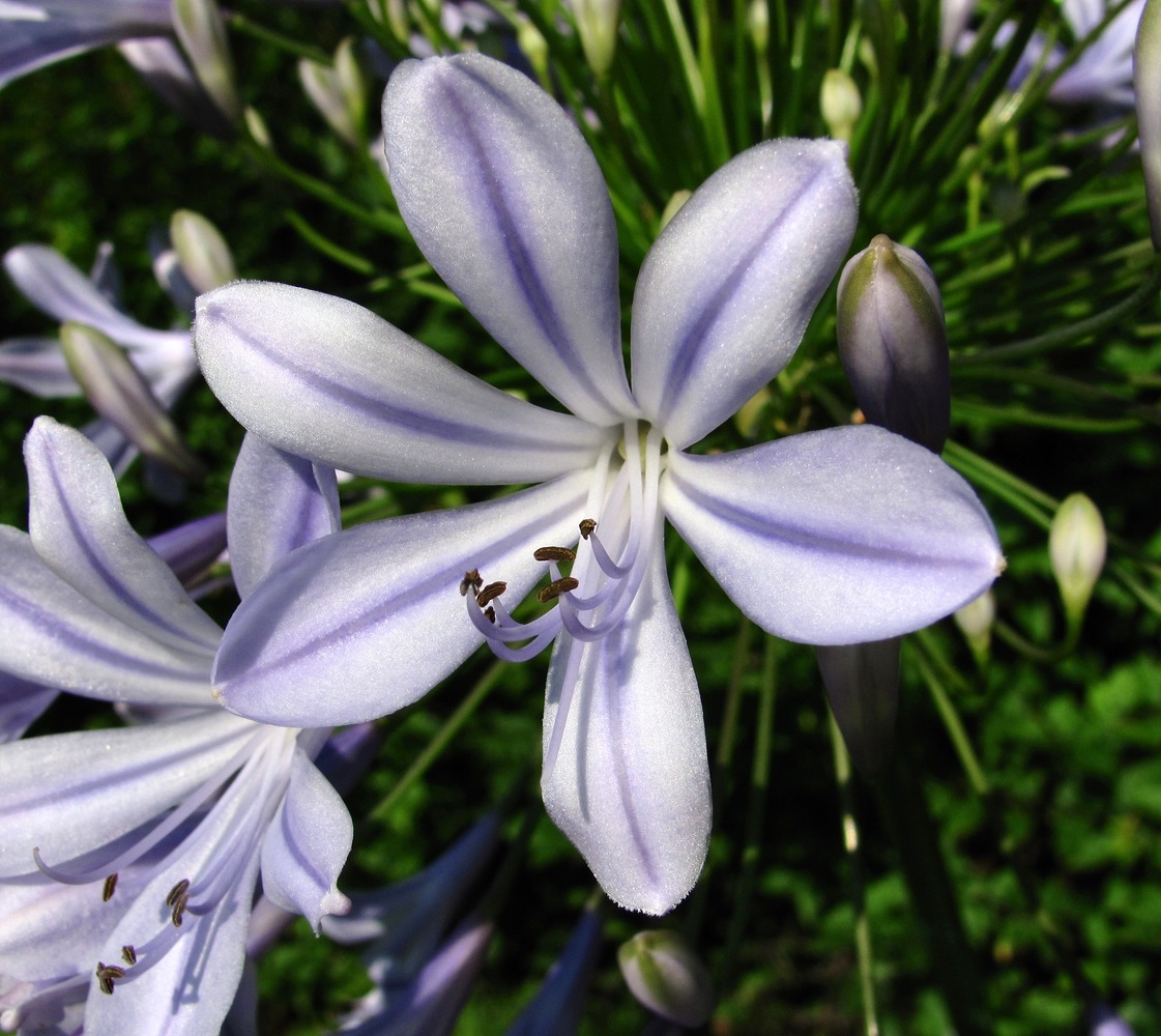 Изображение особи Agapanthus africanus.