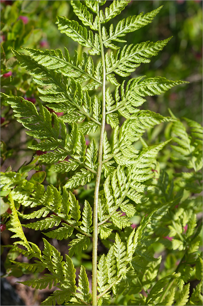 Image of Dryopteris assimilis specimen.
