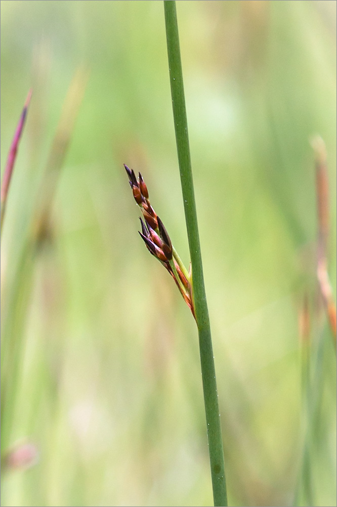 Изображение особи Juncus arcticus.