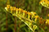 Solidago gigantea