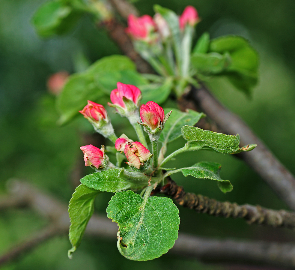 Изображение особи Malus domestica.