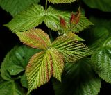 Rubus idaeus