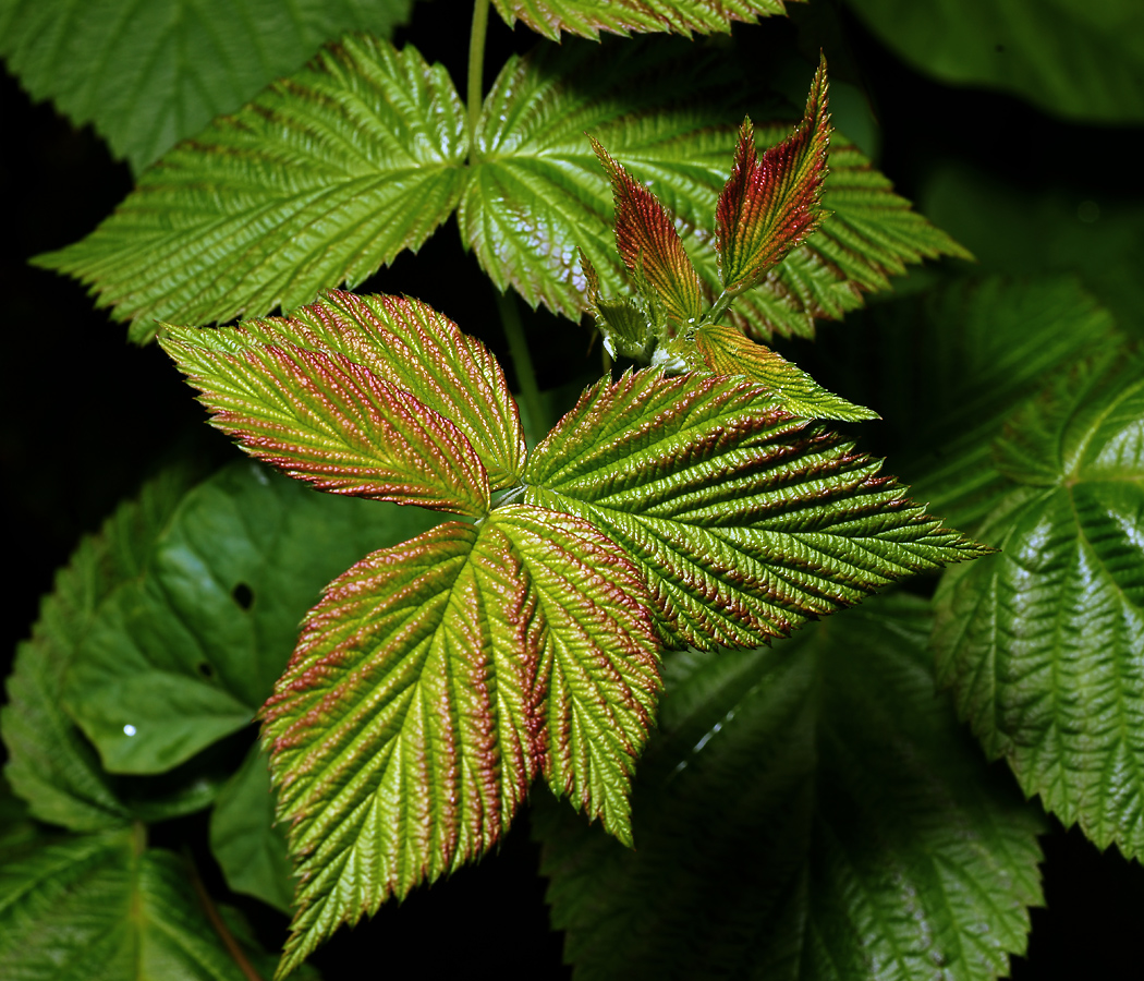 Изображение особи Rubus idaeus.