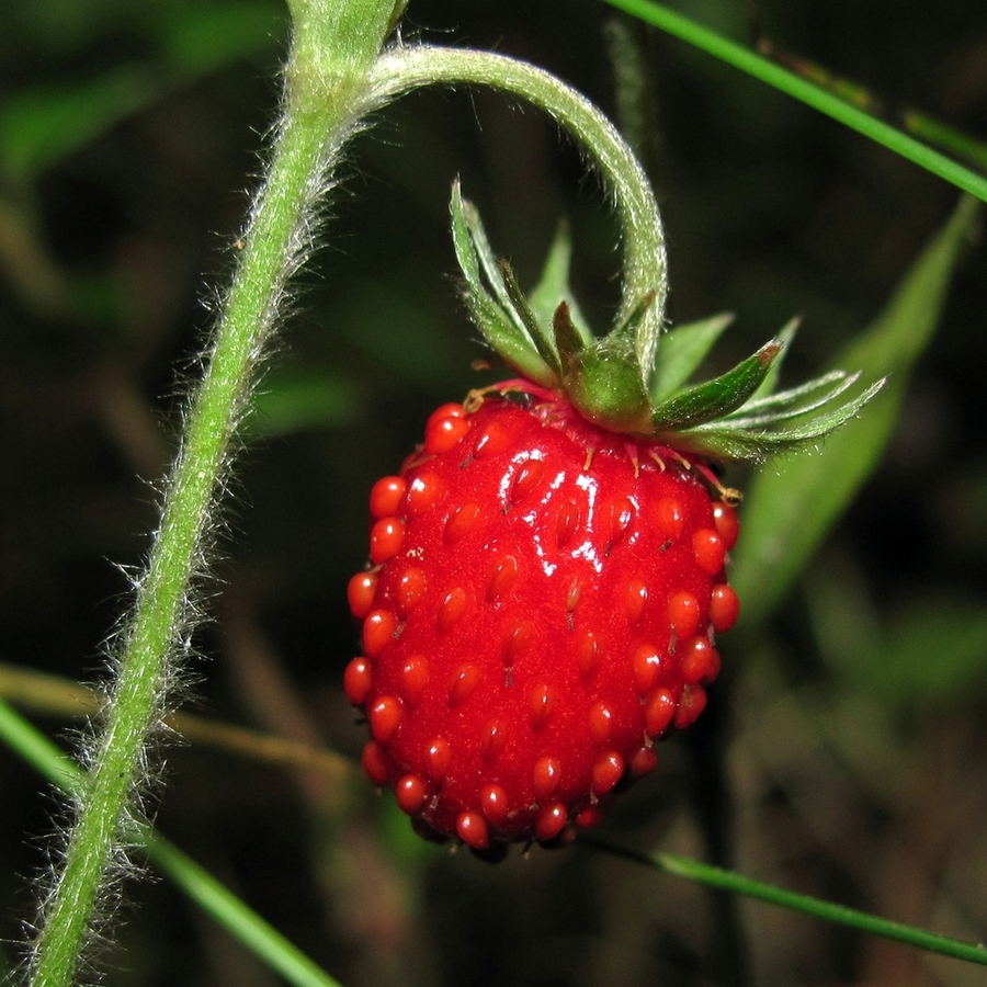 Изображение особи Fragaria vesca.