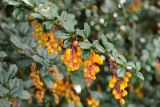 Berberis darwinii. Побег с соцветиями. США, Калифорния, Сан-Франциско, ботанический сад. 14.02.2014.