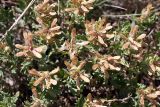 Dracocephalum nodulosum. Верхушки плодоносящих растений. Южный Казахстан, горы Алатау (Даубаба), Восточный перевал, ~1620 м н.у.м. 04.07.2014.