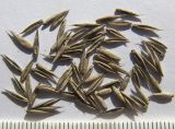Festuca arundinacea