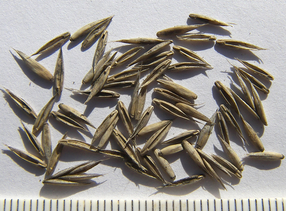 Image of Festuca arundinacea specimen.