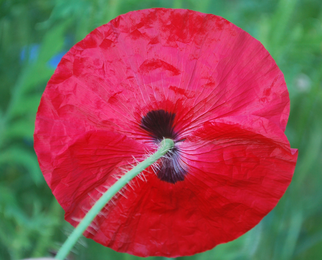 Image of Papaver rhoeas specimen.