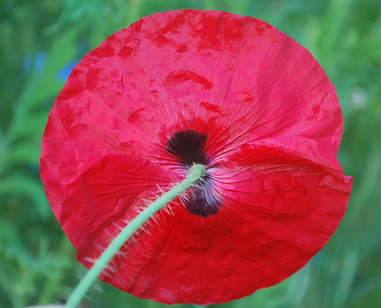 Изображение особи Papaver rhoeas.