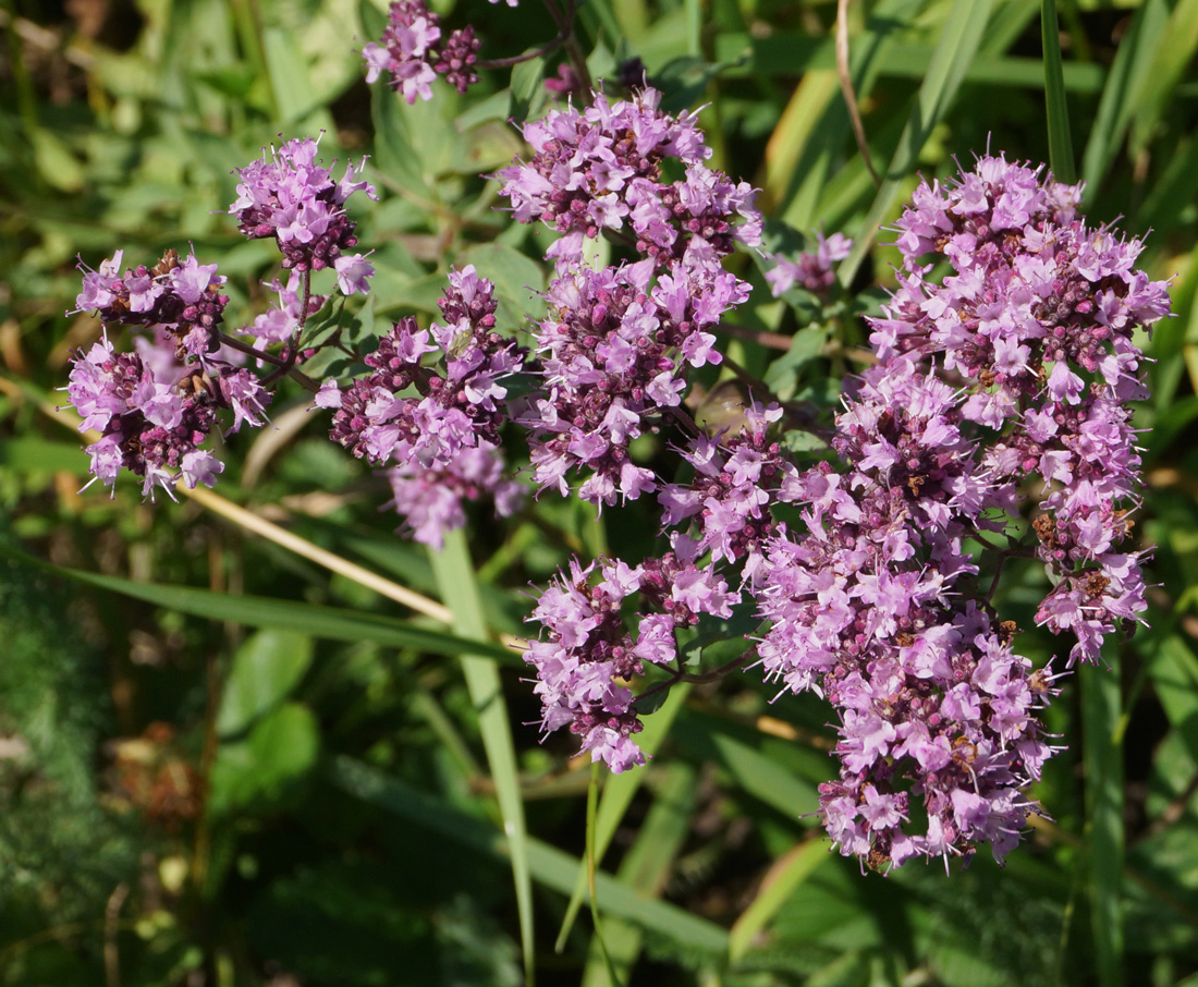 Image of Origanum vulgare specimen.