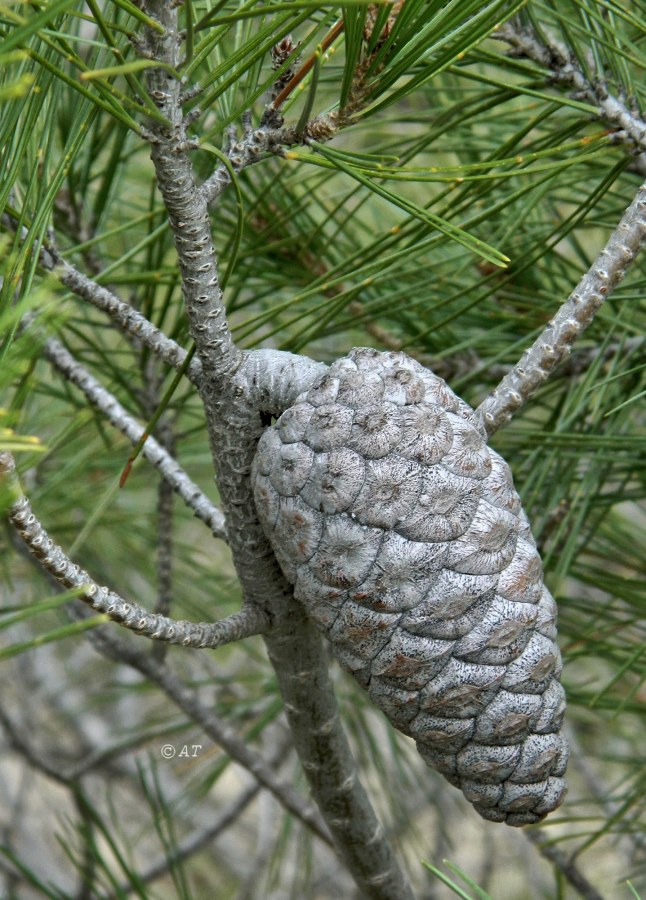 Изображение особи Pinus halepensis.