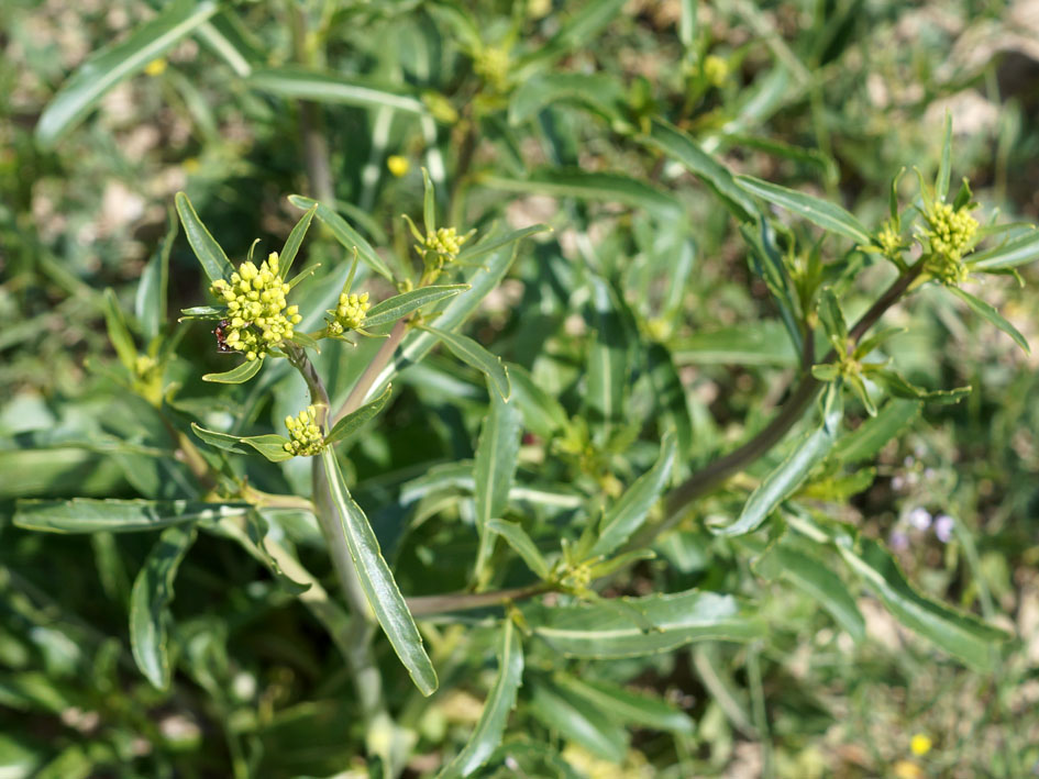 Image of Erucastrum armoracioides specimen.
