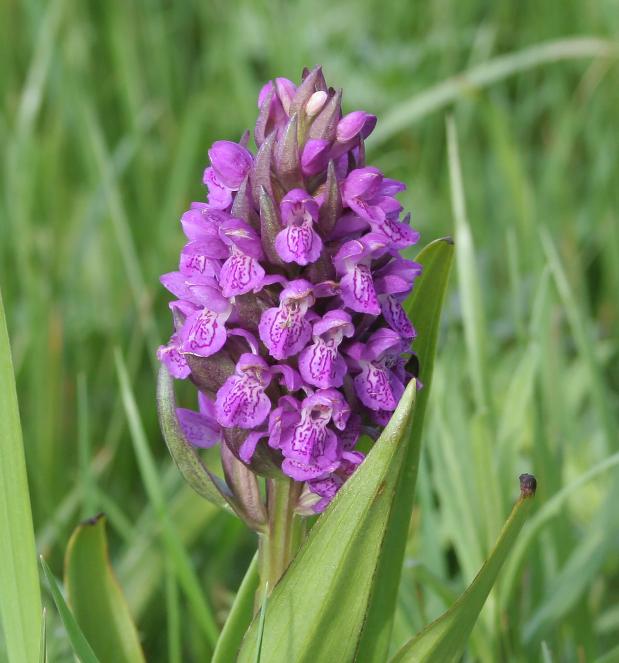 Image of Dactylorhiza incarnata specimen.