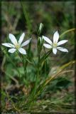 Ornithogalum kochii. Цветущие растения. Чешская республика, Южная Моравия, национальный природный резерват Děvín-Kotel-Soutěska. 02.05.2008.