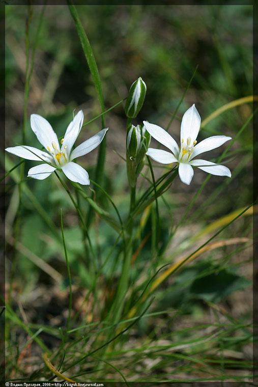 Image of Ornithogalum kochii specimen.