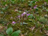 Calypso bulbosa. Цветущие растения в таёжном лесу. Свердловская обл., окр. г. Североуральск. 28.05.2006.