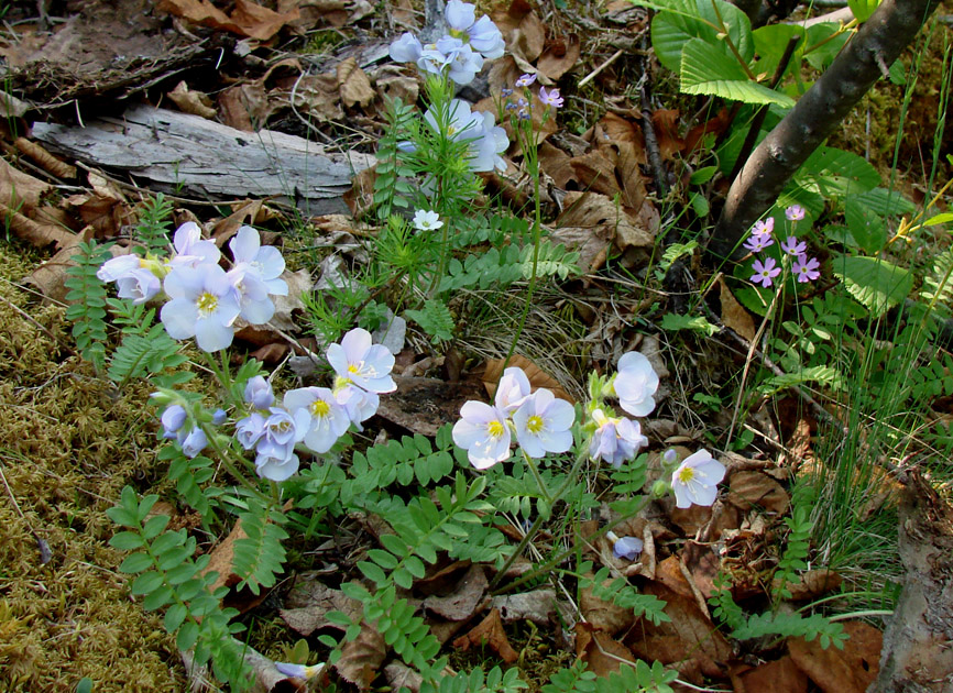 Изображение особи Polemonium boreale.