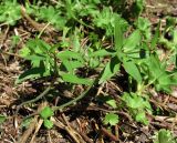 genus Ranunculus. Растения с бутонами. Архангельская обл., Пинежский р-н, юго-восточные окр. Пинежского заповедника, луг. 29.05.2013.