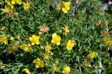 Potentilla biflora