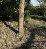 Grevillea hilliana