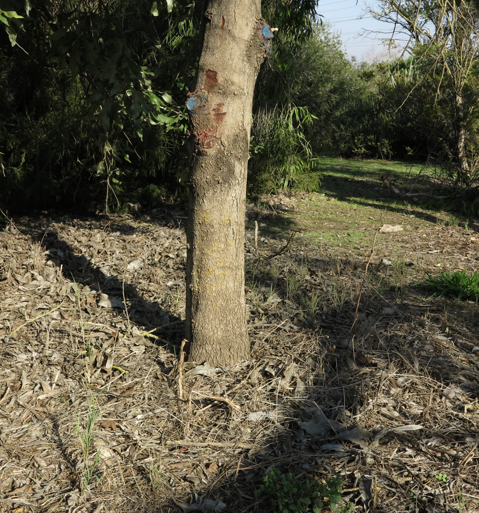 Image of Grevillea hilliana specimen.