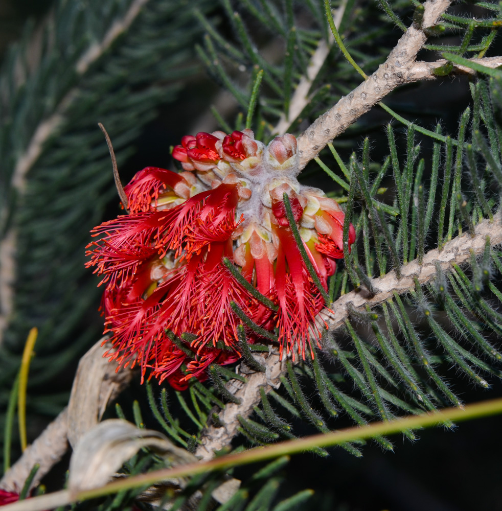 Изображение особи Calothamnus villosus.