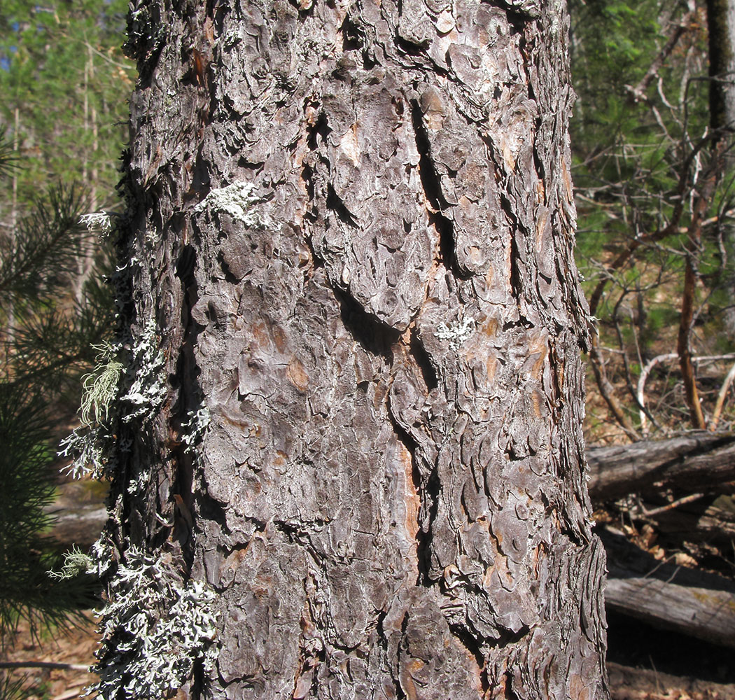 Image of Pinus sylvestris ssp. hamata specimen.