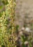 Reseda lutea