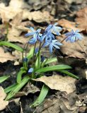 Scilla siberica