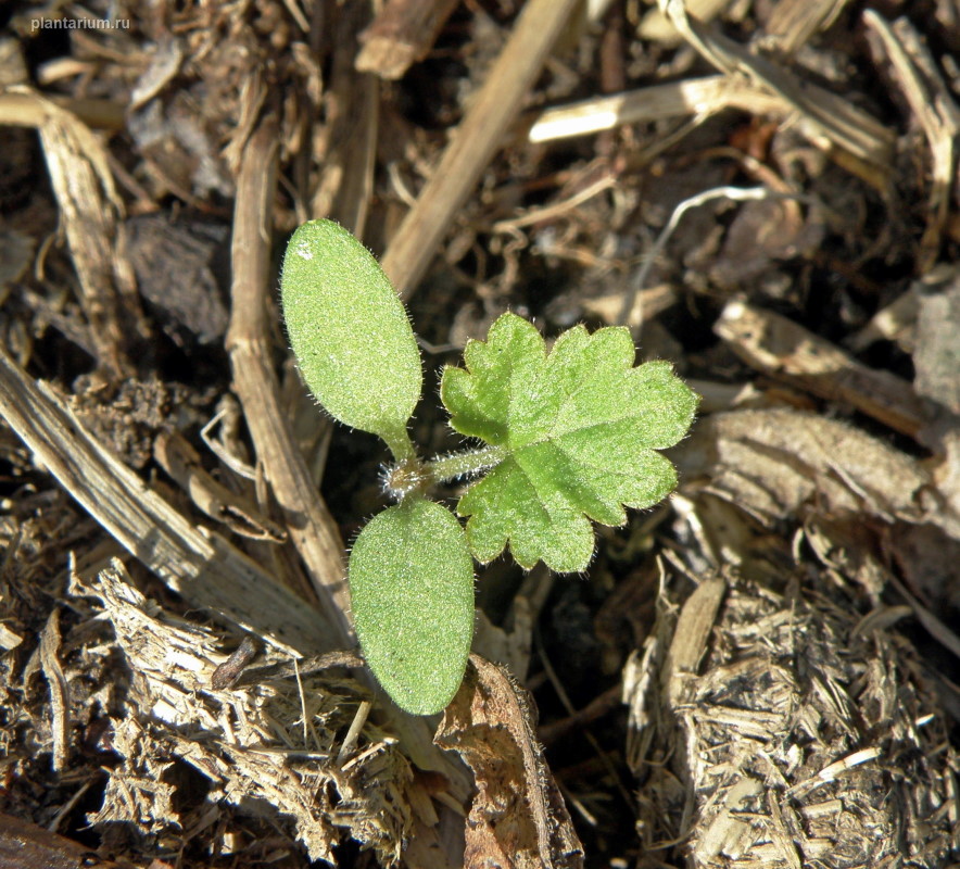 Изображение особи Geum urbanum.