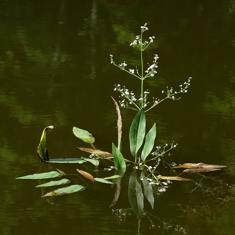 Image of Alisma plantago-aquatica specimen.