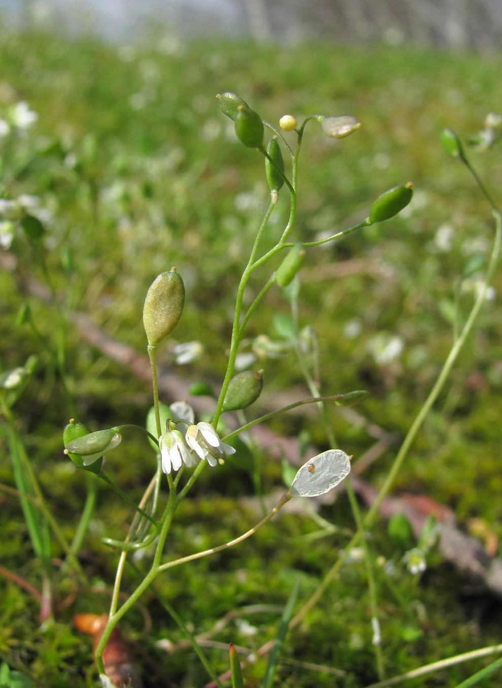 Изображение особи Erophila verna.