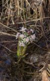 Petasites frigidus. Цветущее растение. Свердловская обл., окр. г. Заречный, Черемшанское болото. 01.05.2016.